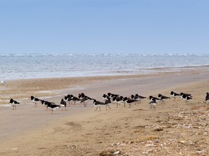 A beach with birds and the ocean in the background. - 4 Person Holiday Home in Fano (Fano)