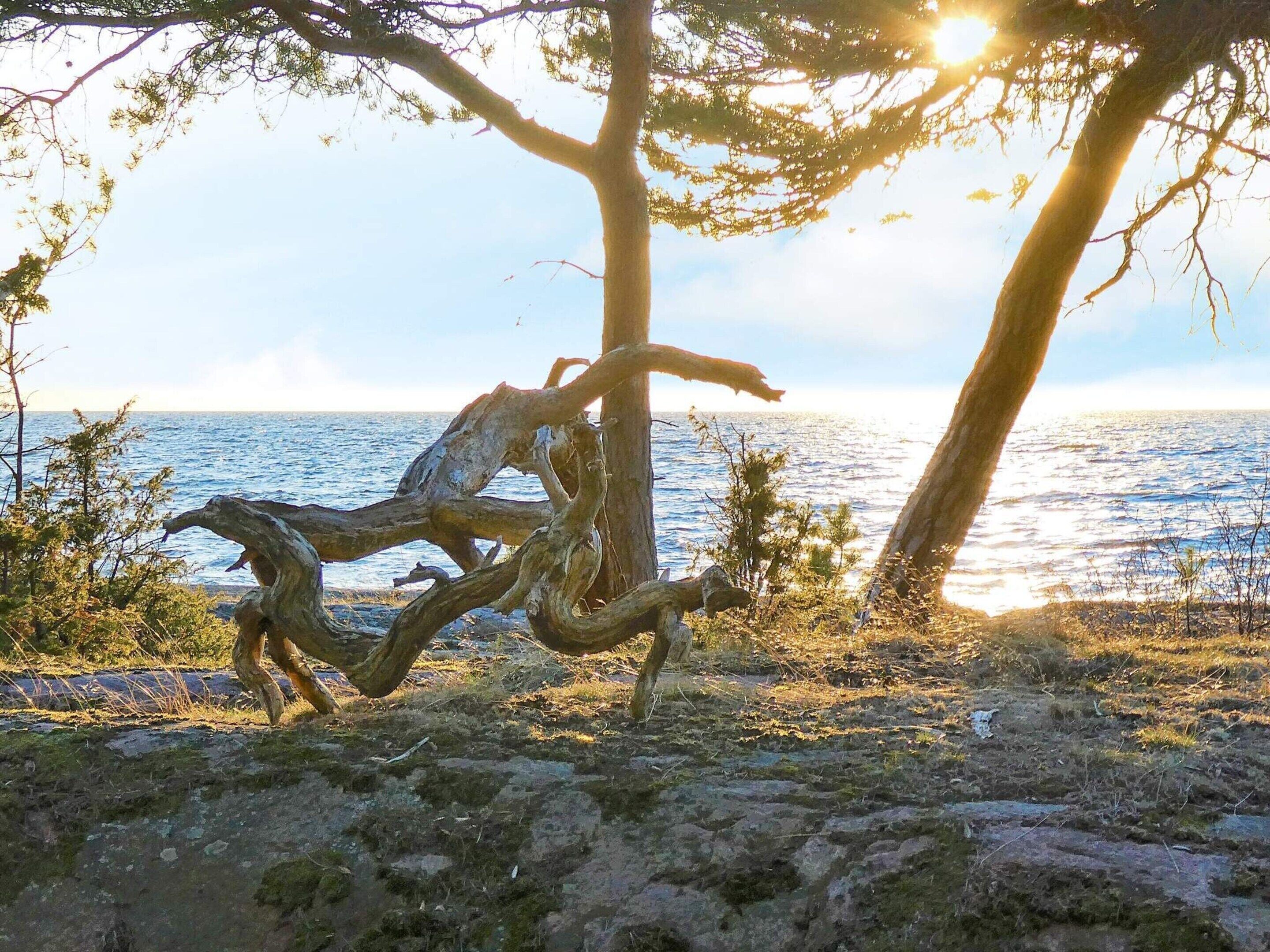 A tree with twisted branches in a natural setting with a view of the sea.