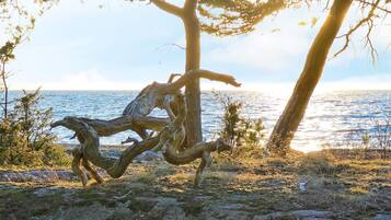 A tree with twisted branches in a natural setting with a view of the sea.
