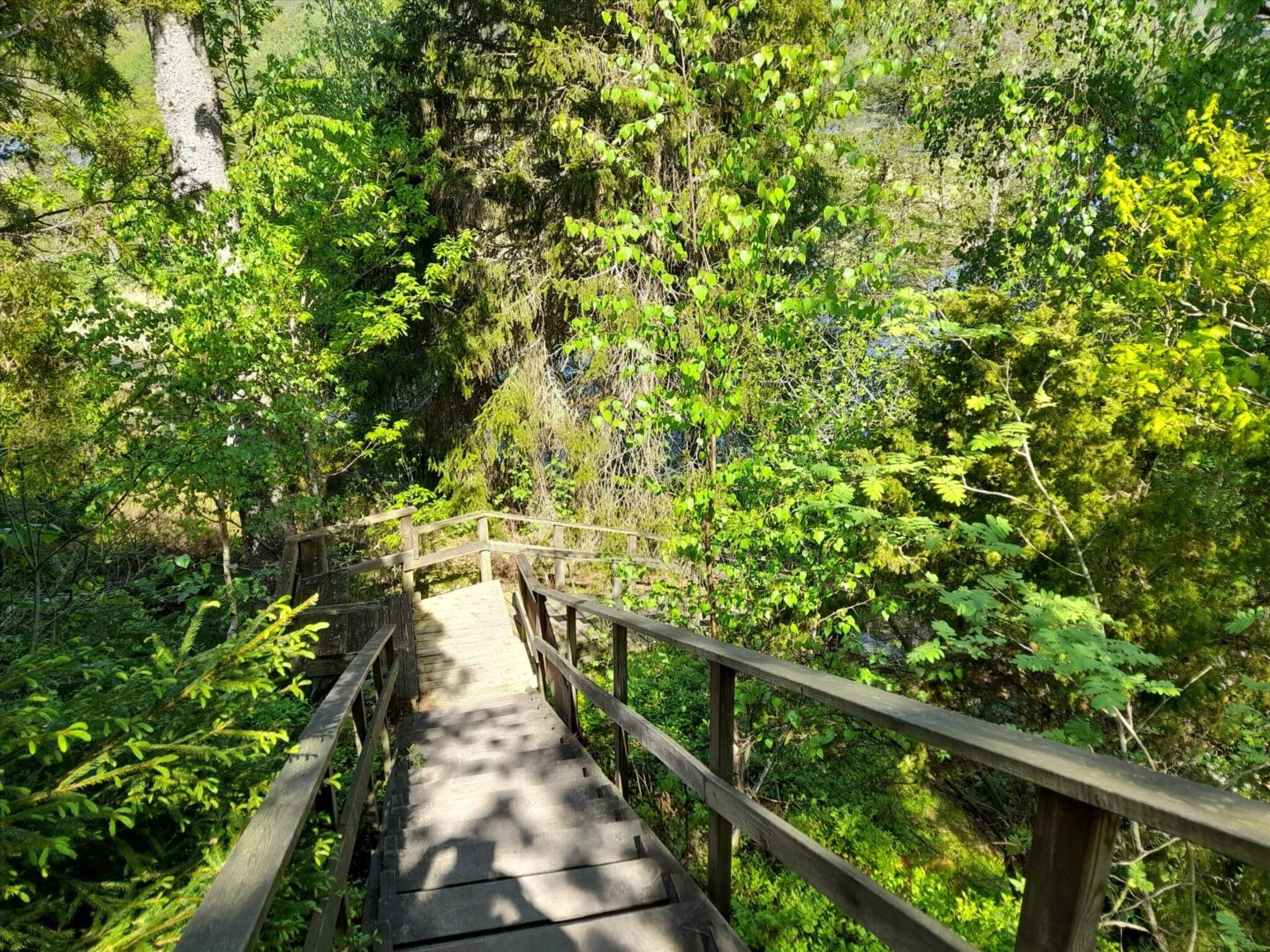 Un ponte di legno con balaustre circondato da fitta vegetazione verde.