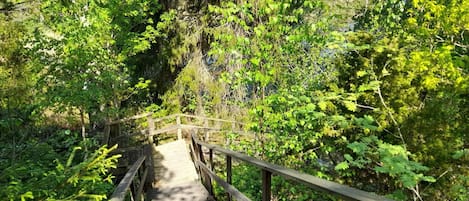 A wooden bridge with railings surrounded by dense green foliage.