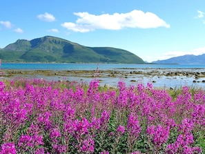 A coastal landscape with vibrant purple flowers in the foreground and a mountainous backdrop.