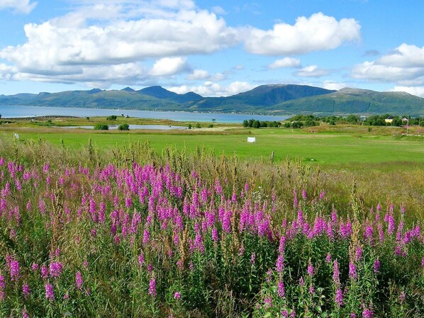 A field of purple flowers, a lake, and mountains in the background.