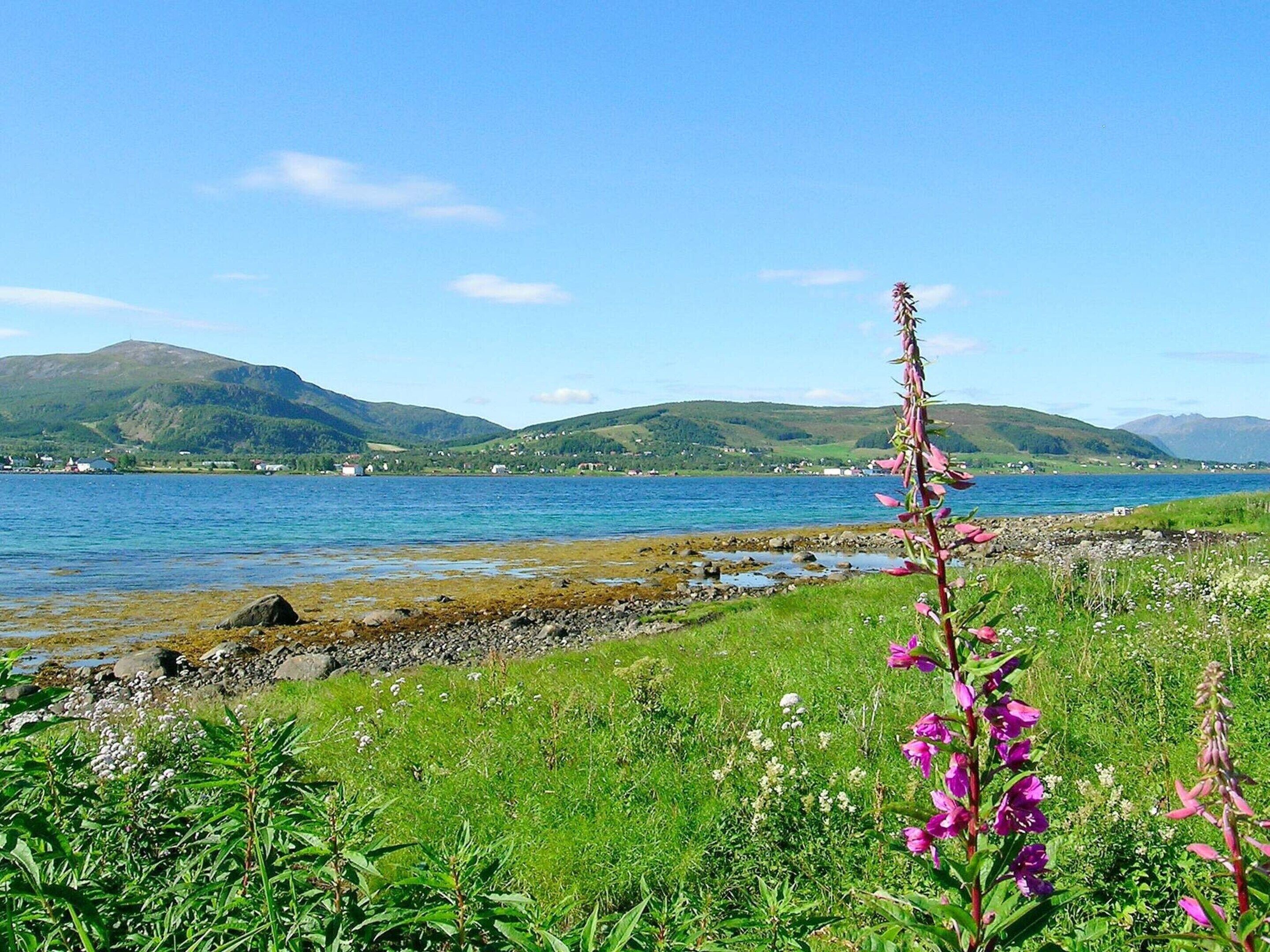 Un paysage côtier offrant une vue dégagée sur la mer, avec des collines verdoyantes et une plante à fleurs bien visible au premier plan.