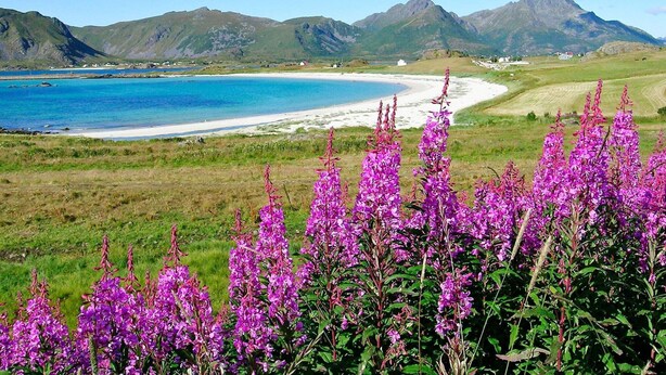 A coastal landscape with mountains, a beach, and purple flowers in the foreground. - 7 Person Holiday Home in Sortland (Sortland)