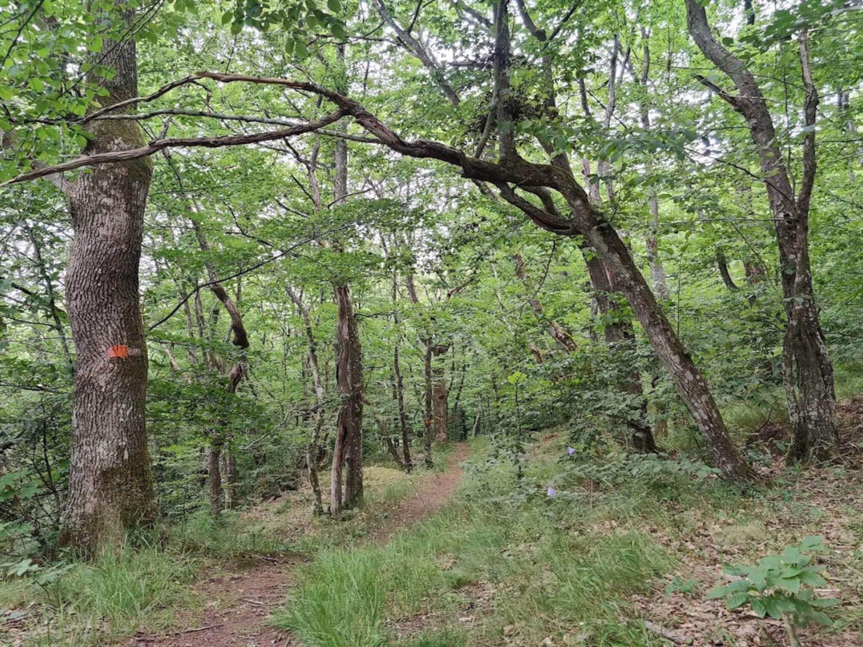 Ein bewaldetes Gebiet mit einem unbefestigten Weg.