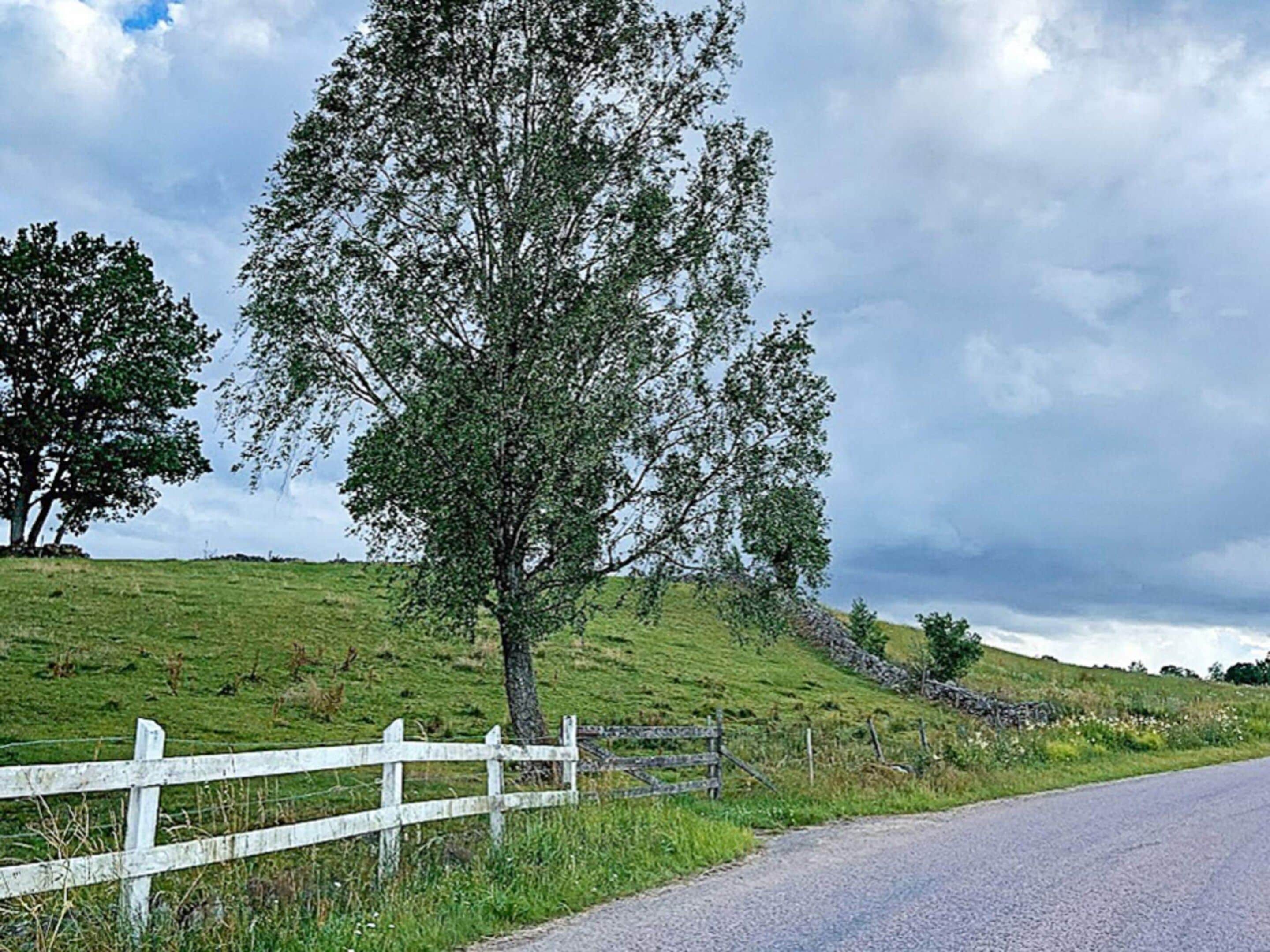 En landsväg med ett vitt staket och ett träd längs vägkanten.