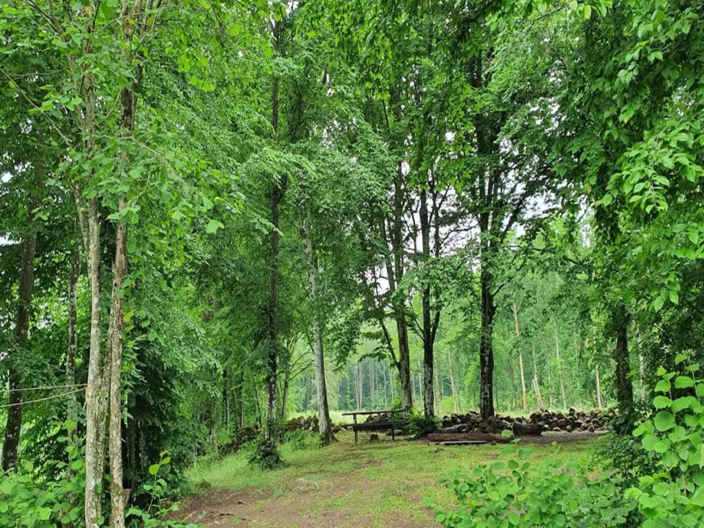 Un área boscosa con un sendero de tierra, un banco de madera y una pila de troncos.