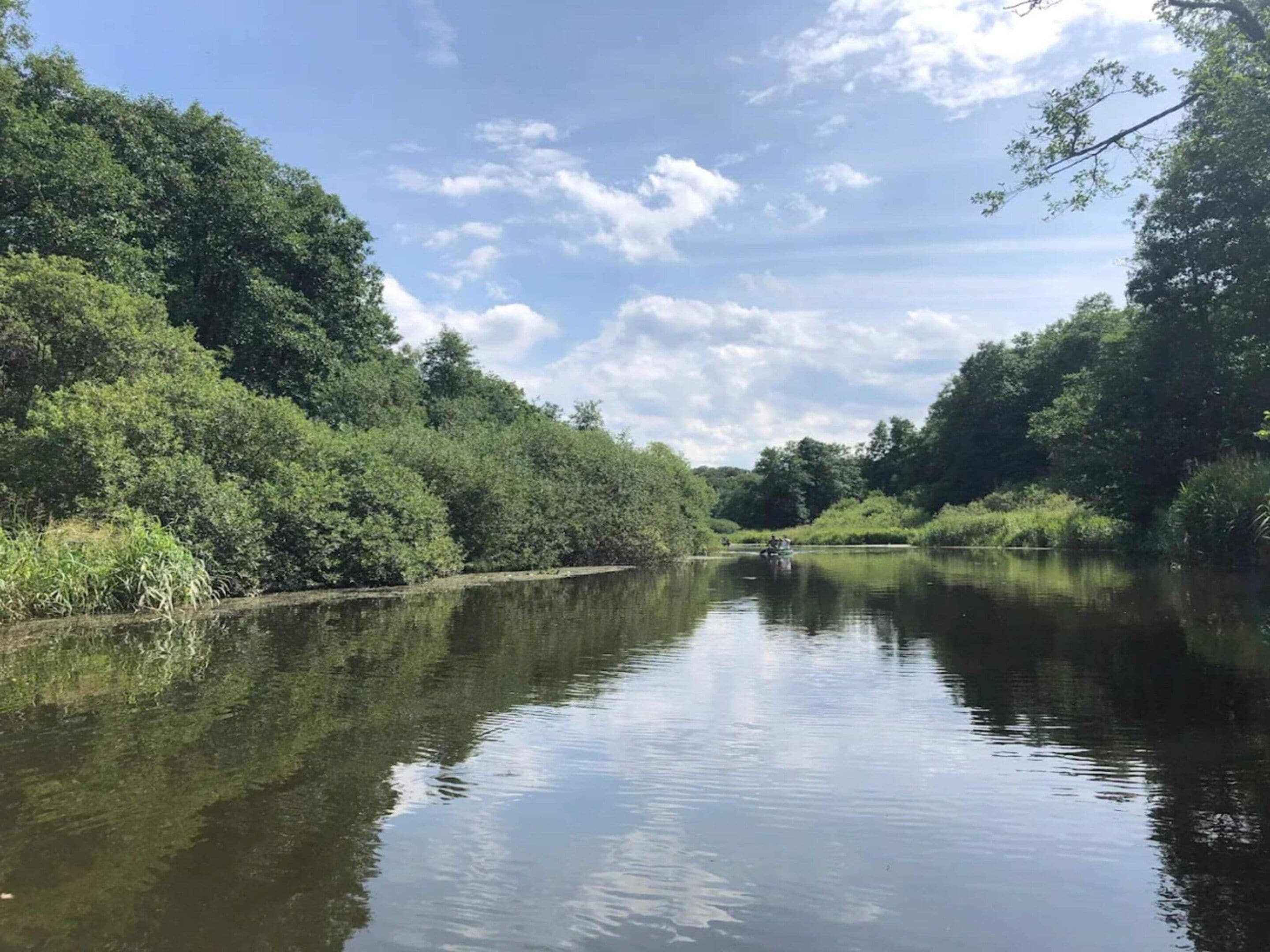 Un río tranquilo rodeado de vegetación exuberante y árboles.