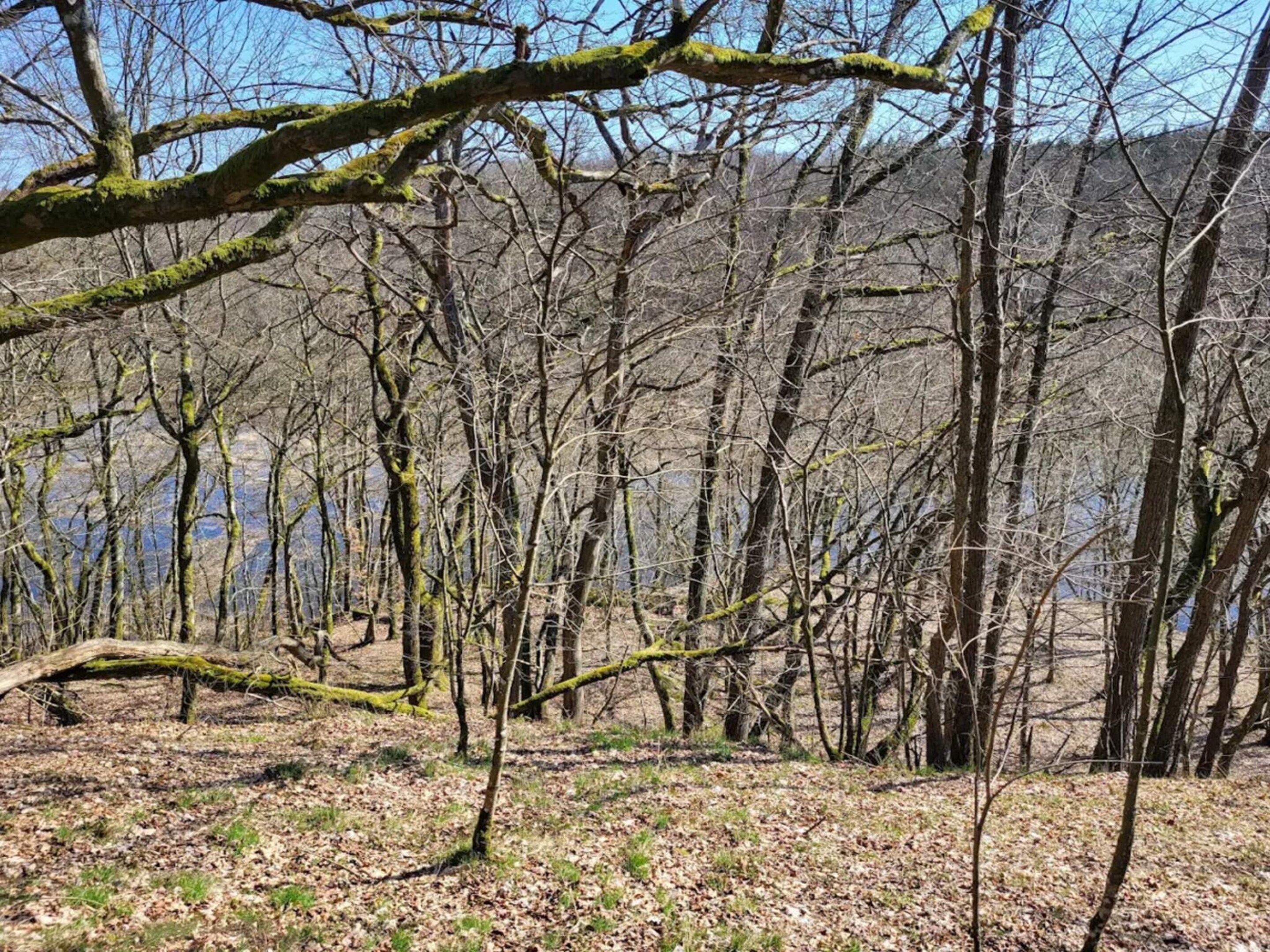Ein bewaldetes Gebiet mit Bäumen und einem umgestürzten Baum im Vordergrund.