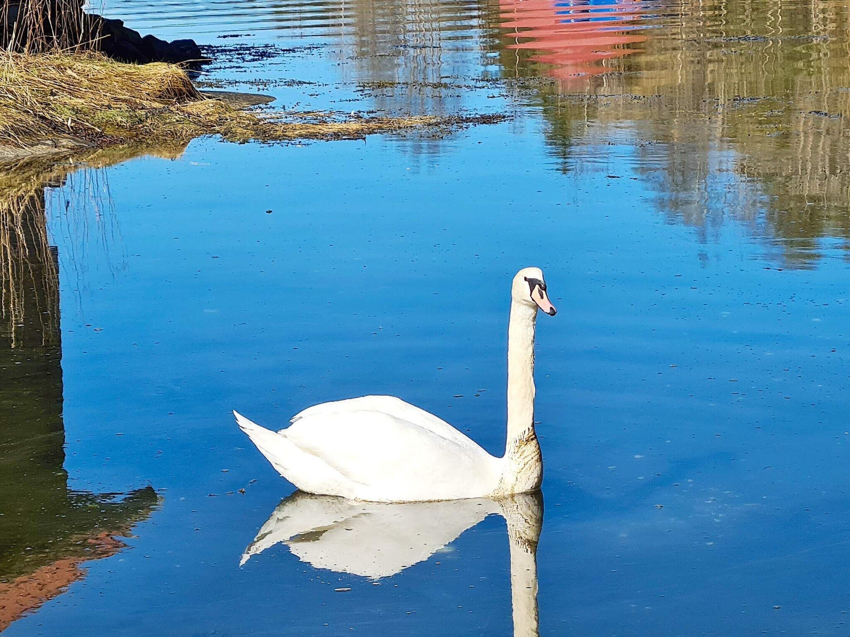 Un cisne nadando en aguas tranquilas.