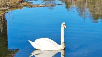 Un cisne nadando en aguas tranquilas.