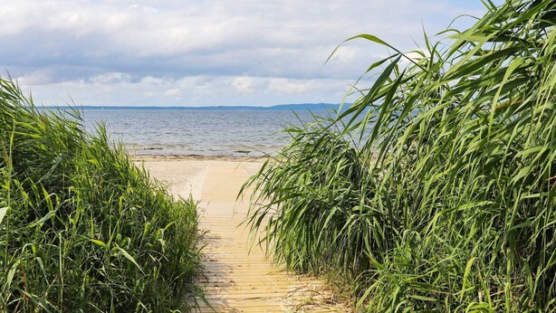Un sendero arenoso que lleva al mar, rodeado de hierba alta.