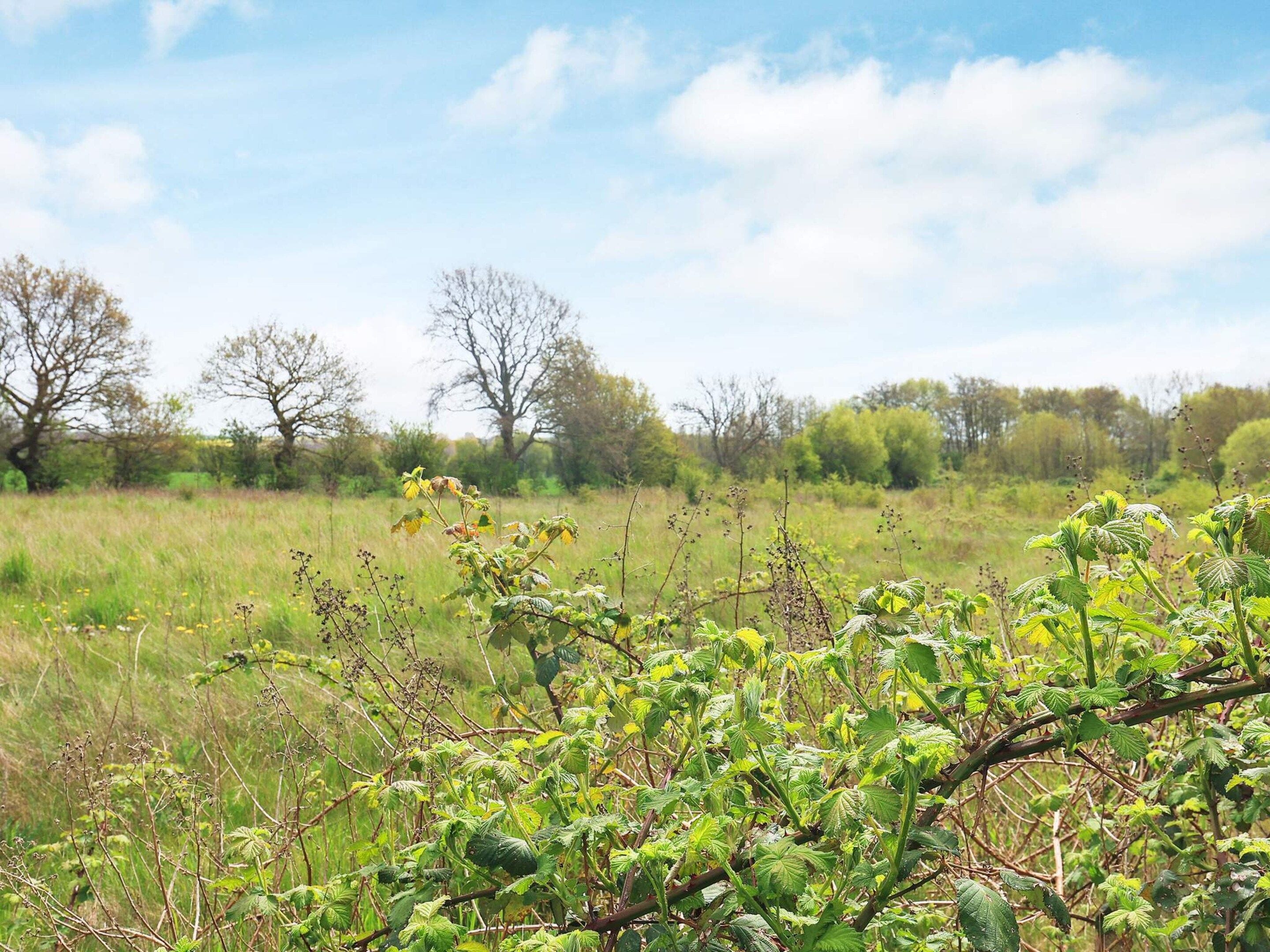 Un paysage naturel caractérisé par une végétation variée et des arbres en arrière-plan.