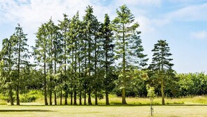 A grassy field with a row of tall trees and a clear sky. - 14 Person Holiday Home in Ronne (Akirkeby)
