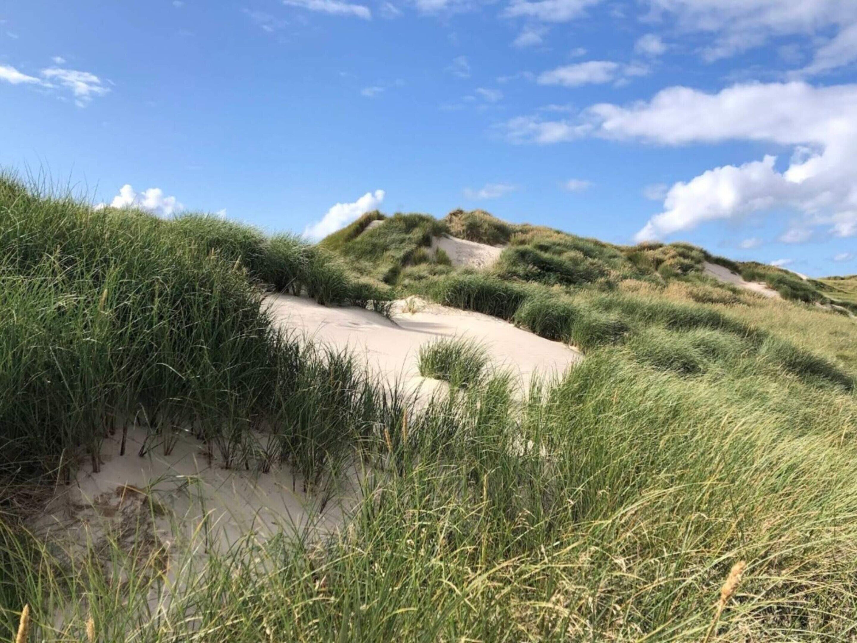 A sandy beach with dunes and tall grasses.