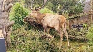 A deer with large antlers standing in a naturalistic enclosure with dense vegetation and trees. - 2 Person Holiday Home in Vejers Strand (Vejers Strand)