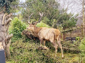 Un cerf aux grandes ramures se tient dans un enclos aménagé de manière à ressembler à son habitat naturel, avec une végétation dense et des arbres.