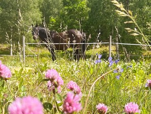 House | 2 bedrooms, individually furnished - 4 Person Holiday Home in Molkom-by Traum (Molkom)