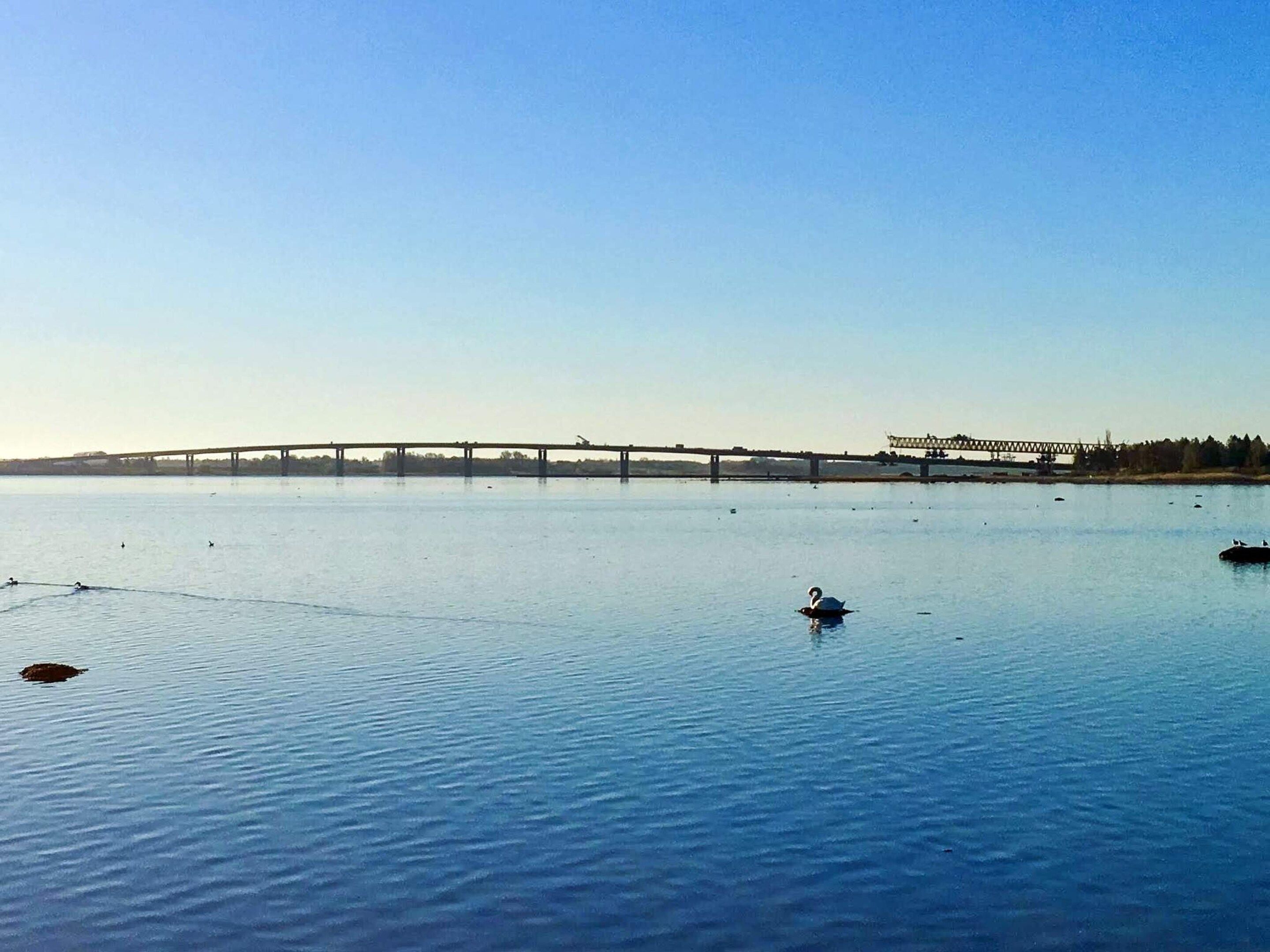 A calm river with a bridge in the distance and a swan swimming in the foreground.