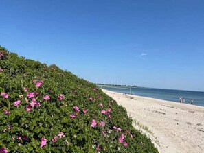 A beach with a clear sky, a sandy shore, and pink flowers on a hillside. - 6 Person Holiday Home in Sydals (Sydals)