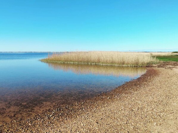 A calm lake with a pebbly shore and tall grasses in the background.