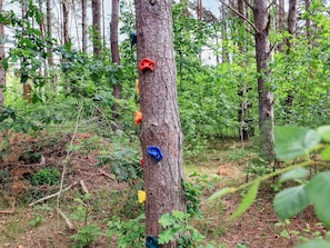 Experience the thrill of climbing amidst lush forest surroundings.