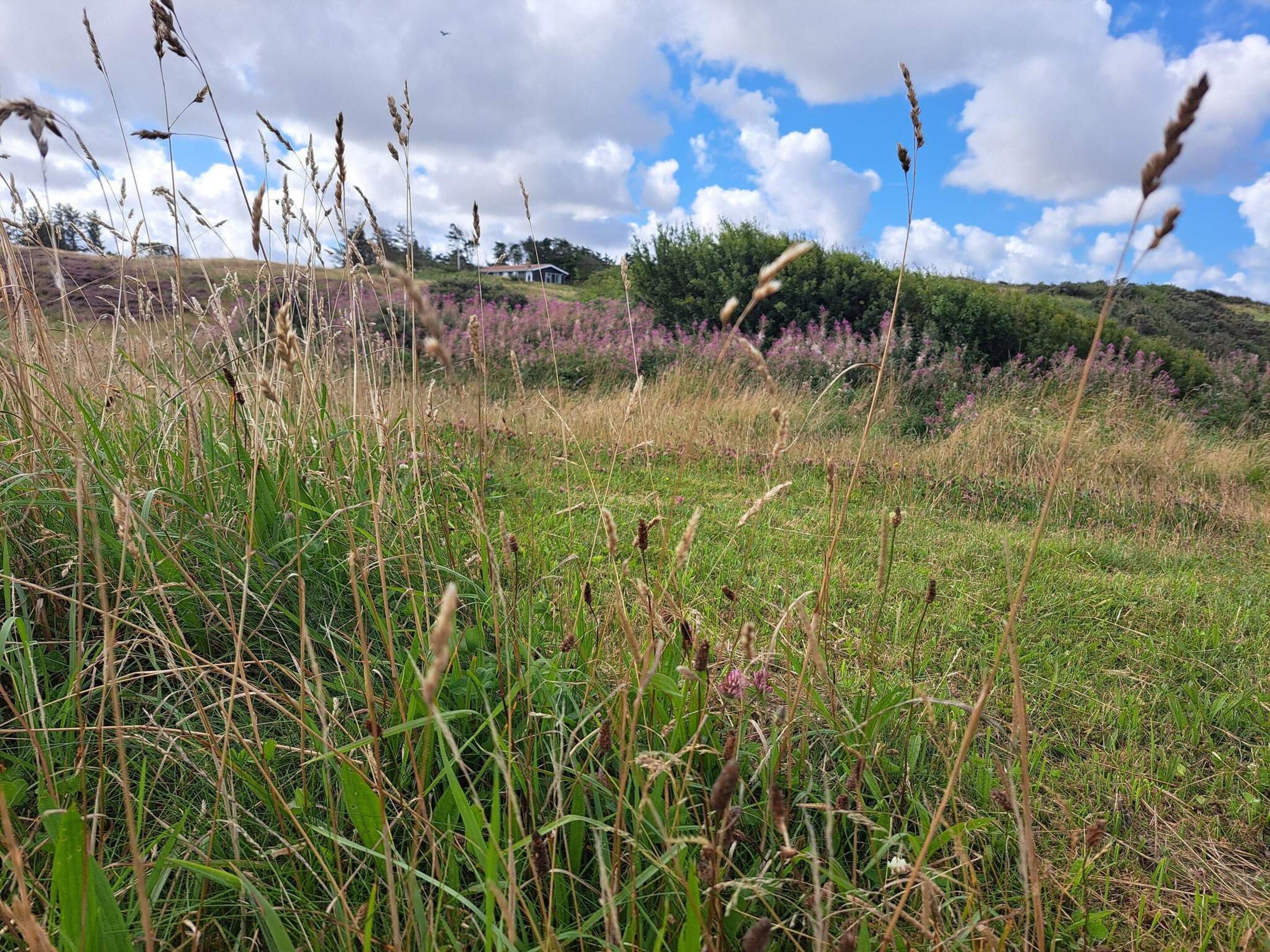 Un campo cubierto de hierba con flores silvestres y una casa al fondo.
