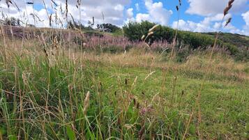 Un campo cubierto de hierba con flores silvestres y una casa al fondo.