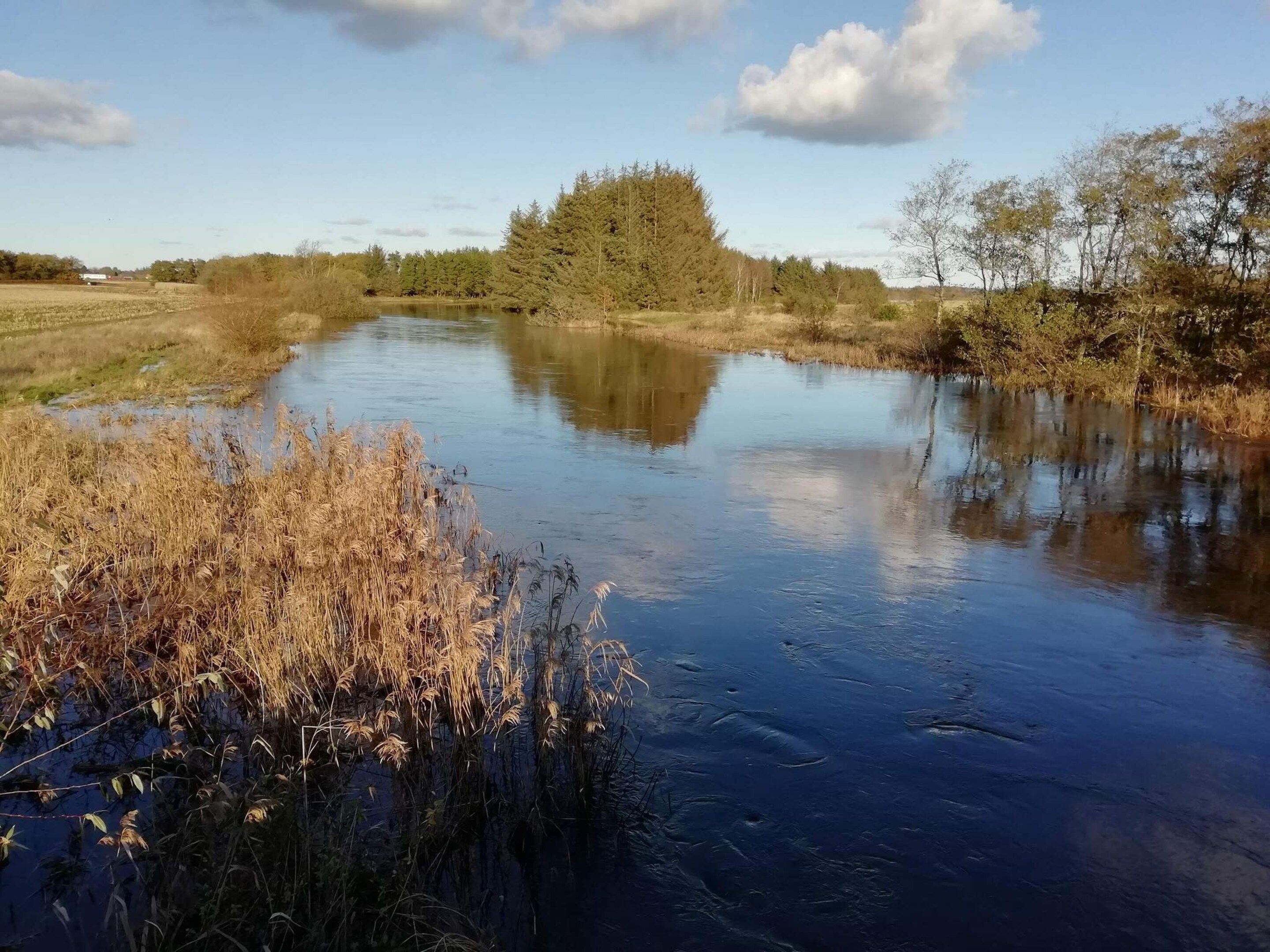 En stilla flod omgiven av växtlighet och träd.