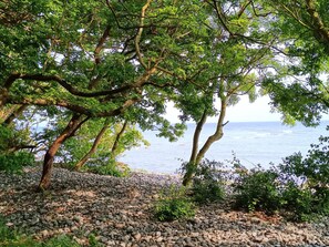 A rocky shoreline with trees and a view of the sea.