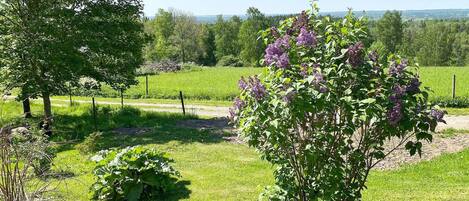 A rural landscape with a grassy field, a tree, and a flowering shrub.