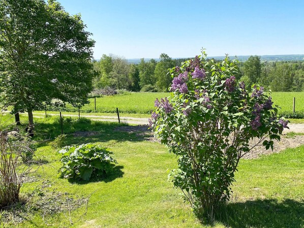A rural landscape with a grassy field, a tree, and a flowering shrub.
