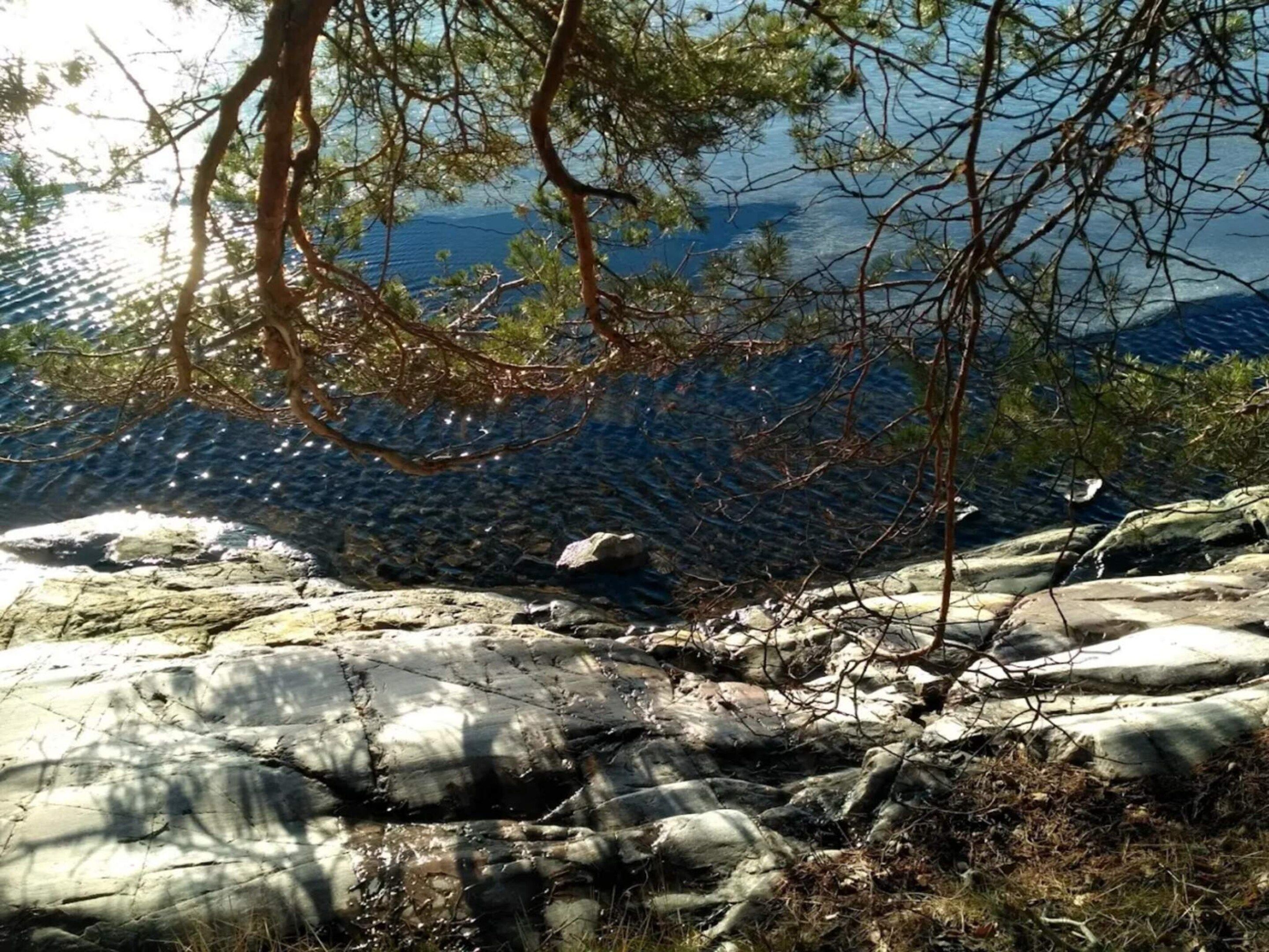 Een rotsachtige kustlijn met bomen en een helder uitzicht op het water.