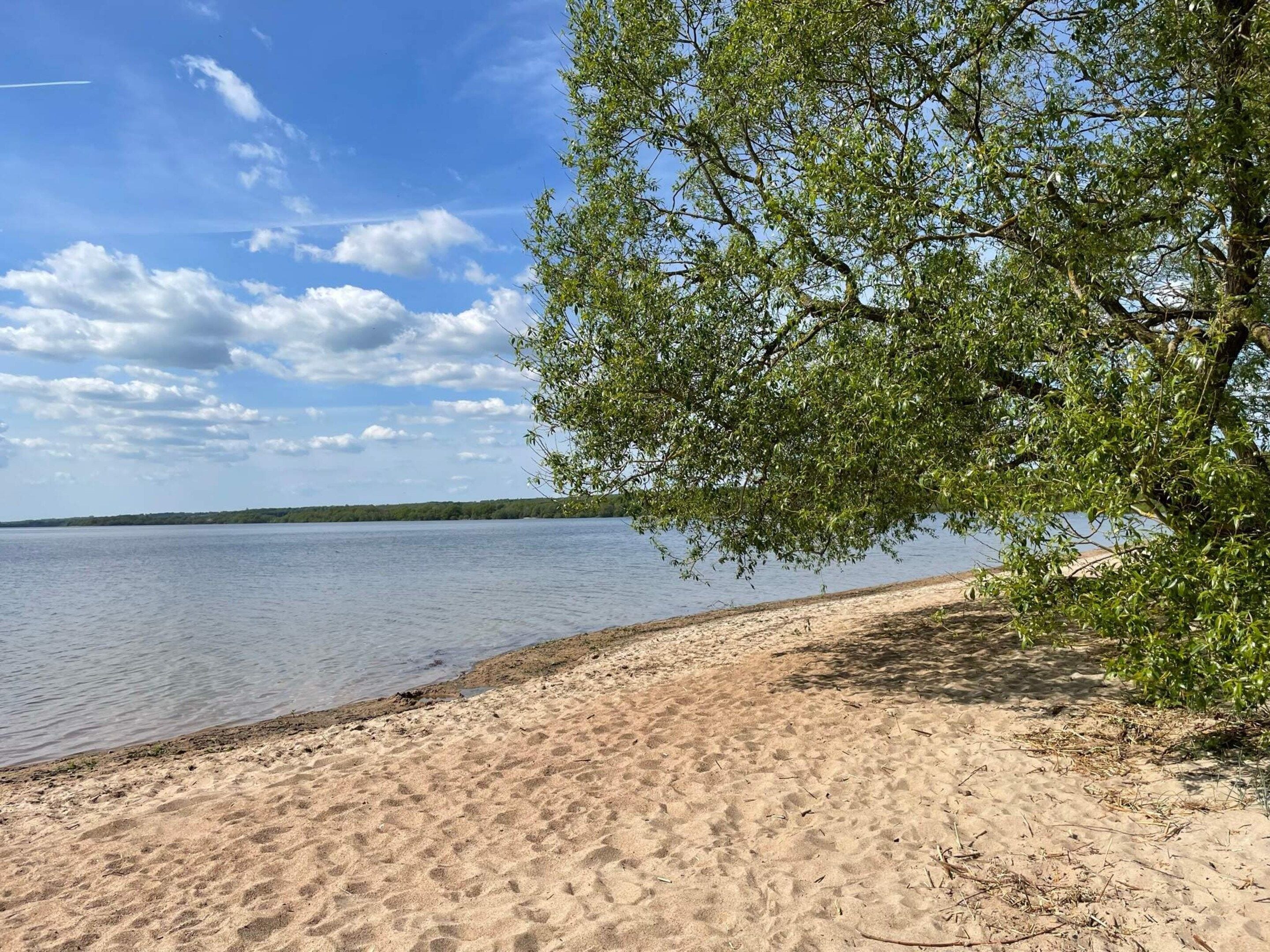En sandstrand med ett träd och ett stilla vattenområde.