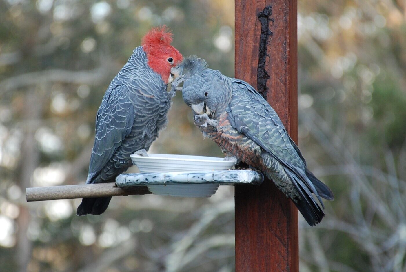 Due uccelli appollaiati su una struttura in legno con una ciotola per il cibo.