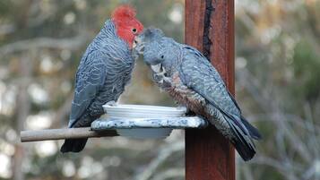 Due uccelli appollaiati su una struttura in legno con una ciotola per il cibo.