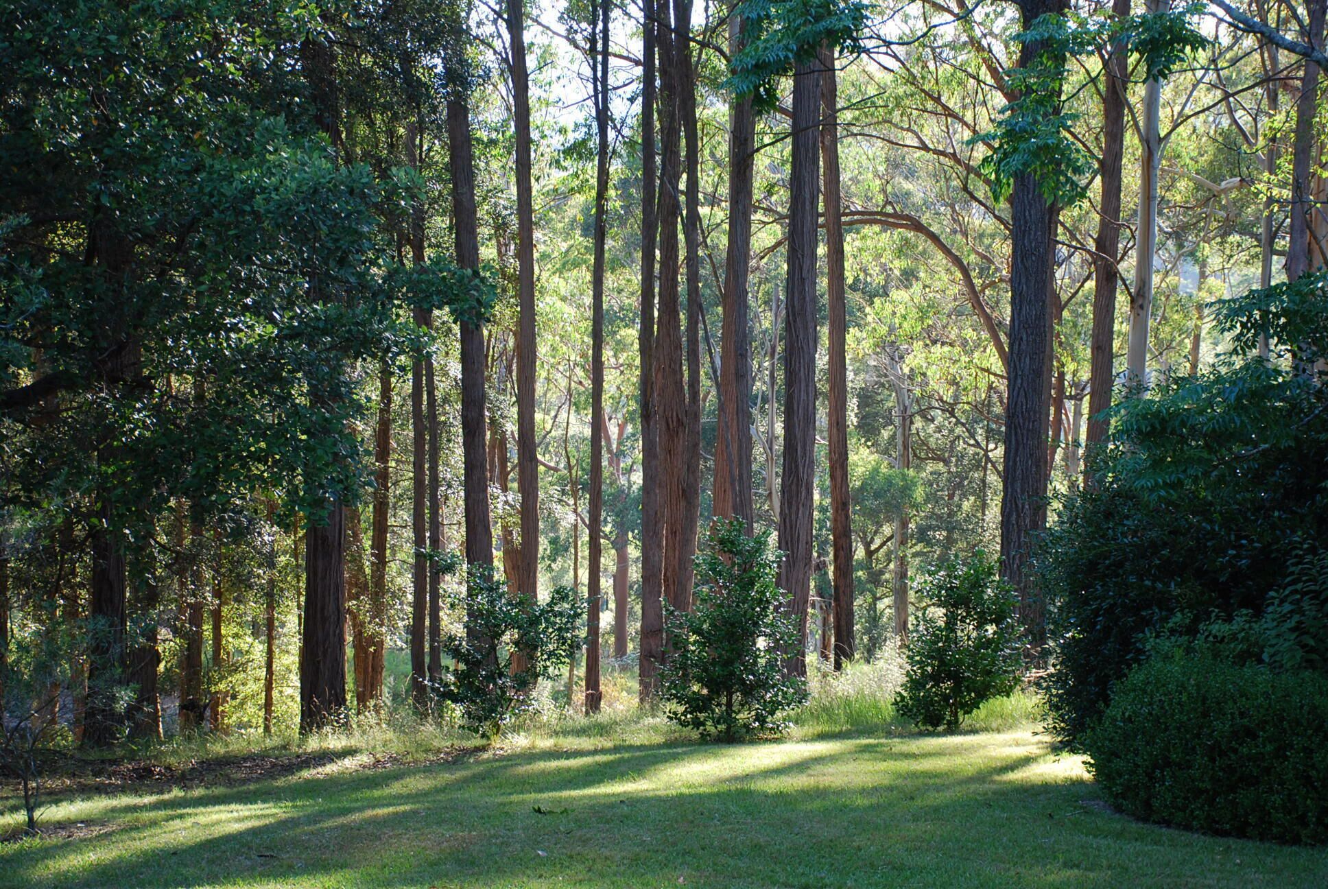 Une forêt avec de grands arbres et une clairière herbeuse.