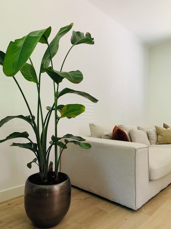 A living room with a large potted plant, a beige sofa, and a wooden floor.