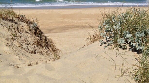 Una playa con dunas de arena y vegetación escasa.