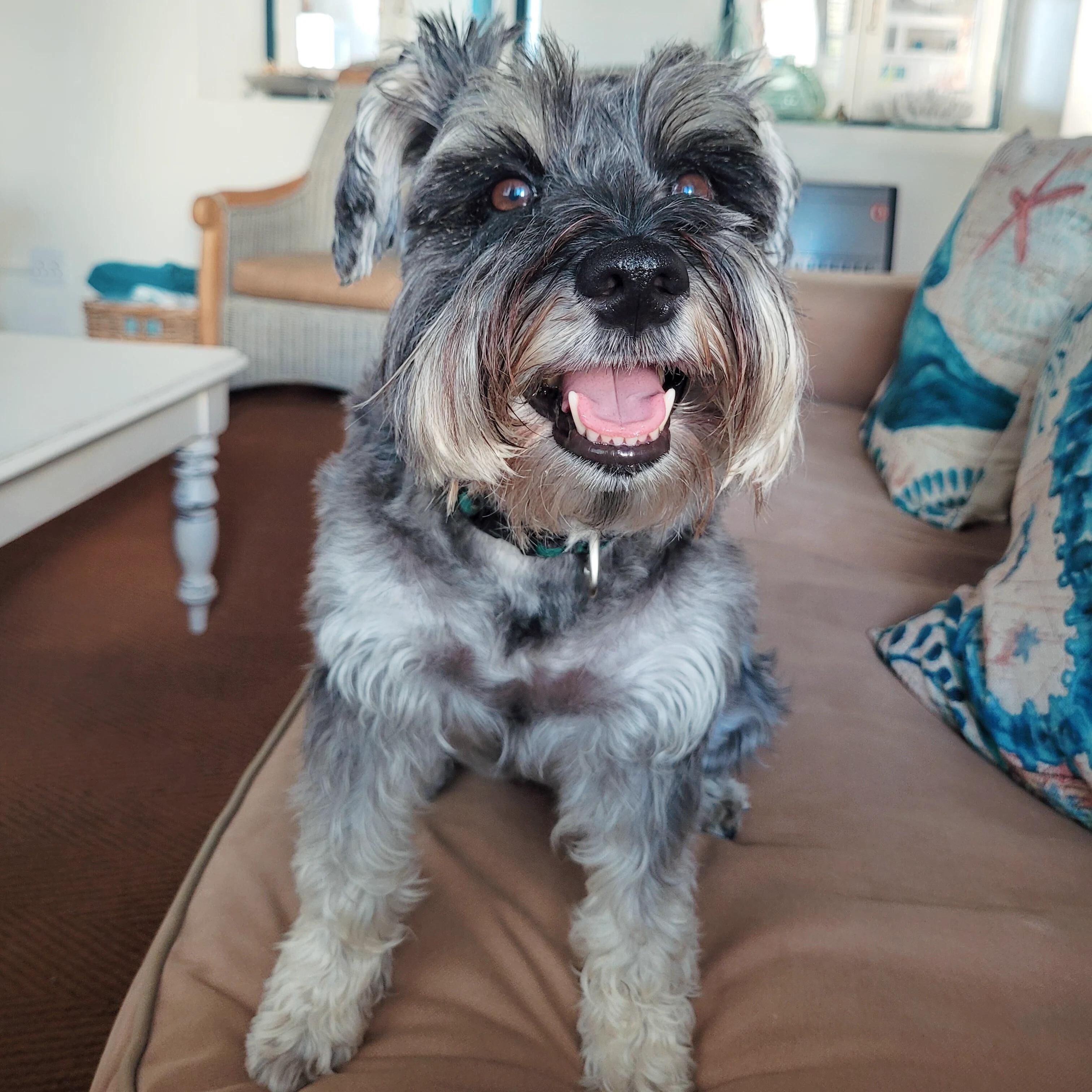 A dog sitting on a brown couch in a room with a white table and a patterned cushion.