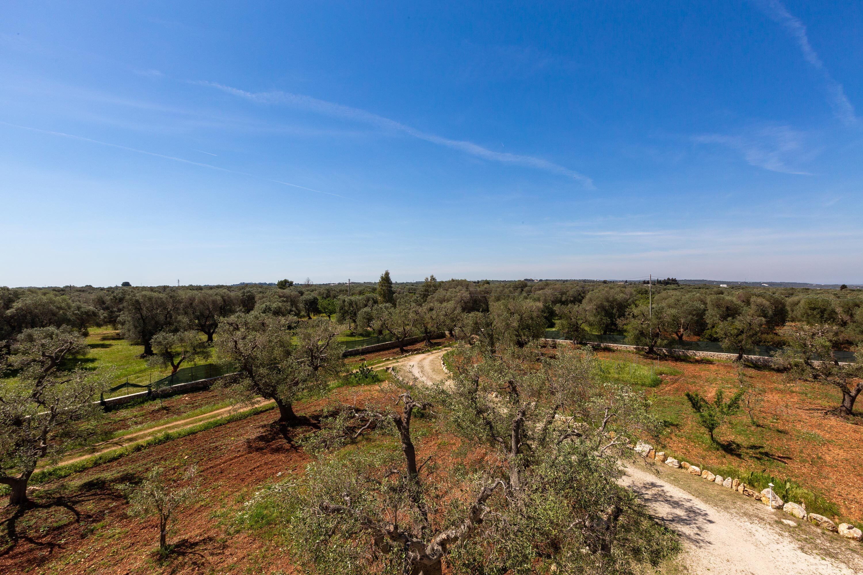 An olive grove with a dirt path and stone wall.