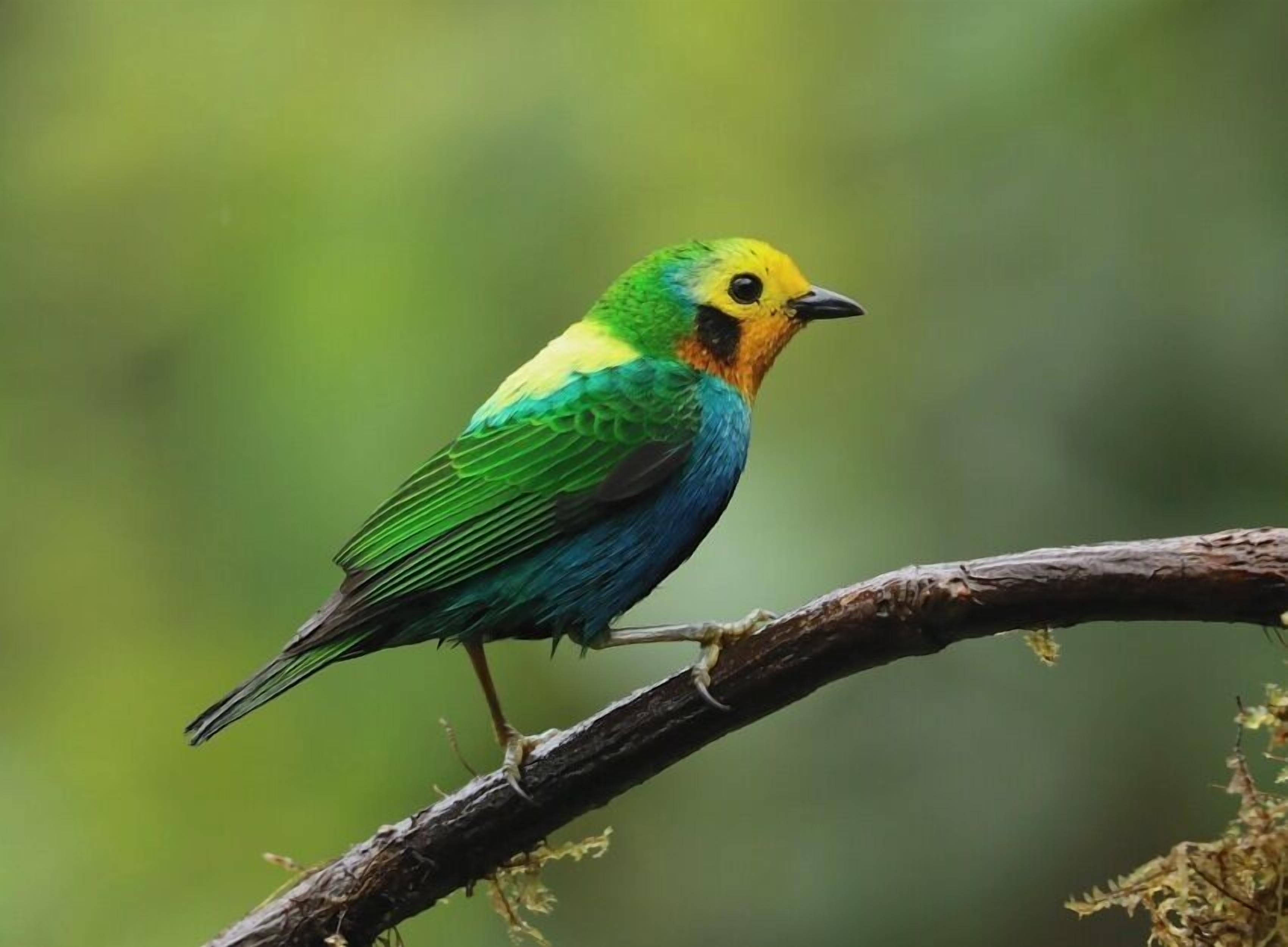 Foto - San Felipe Lodge. Birding and Wellness