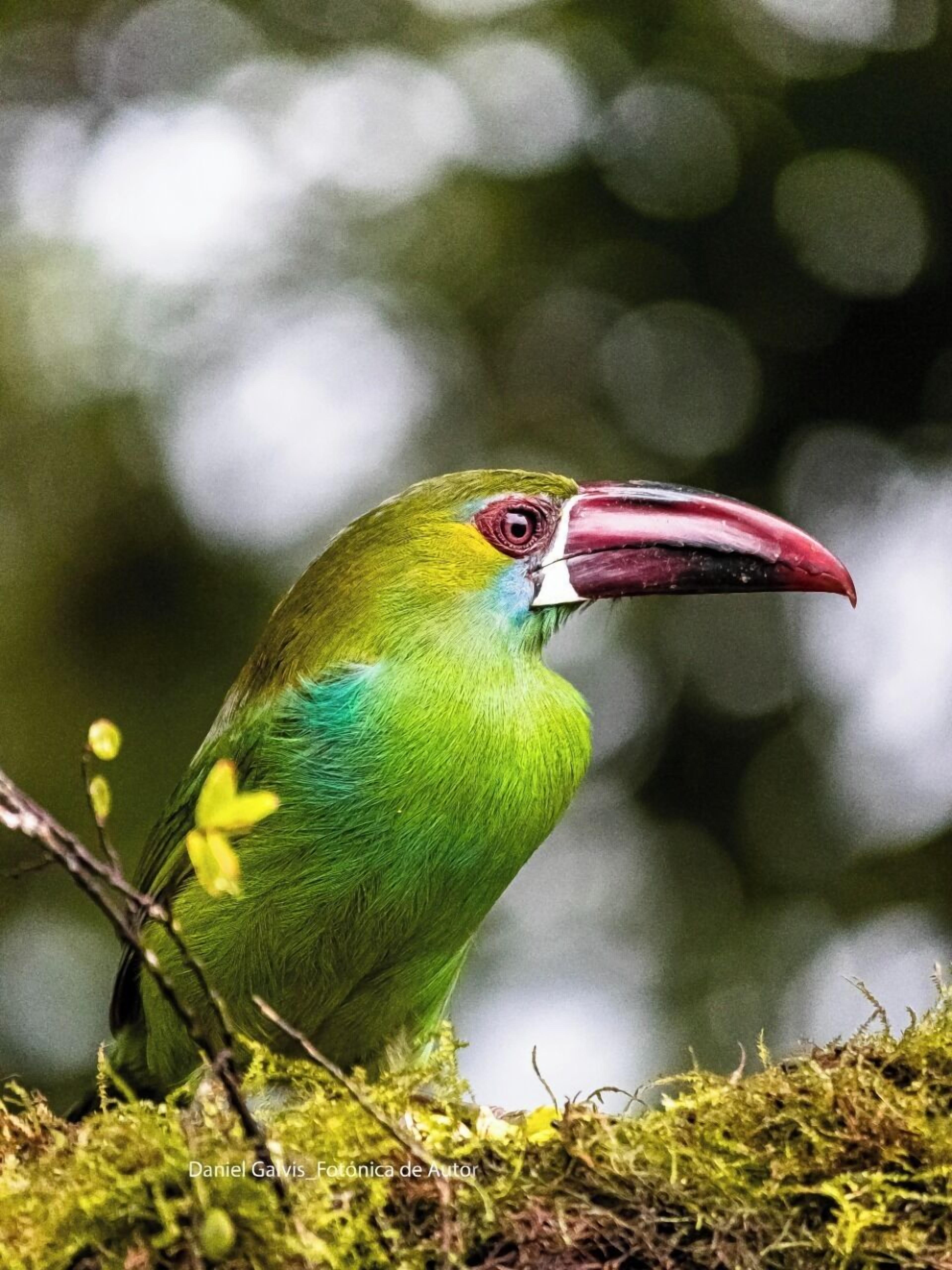 Foto - San Felipe Lodge. Birding and Wellness