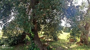 A garden with mature trees, a pathway, and a rustic outdoor setting. - Pepe Apartment: Peace and Relaxation in the Maremma countryside. (Toscana)