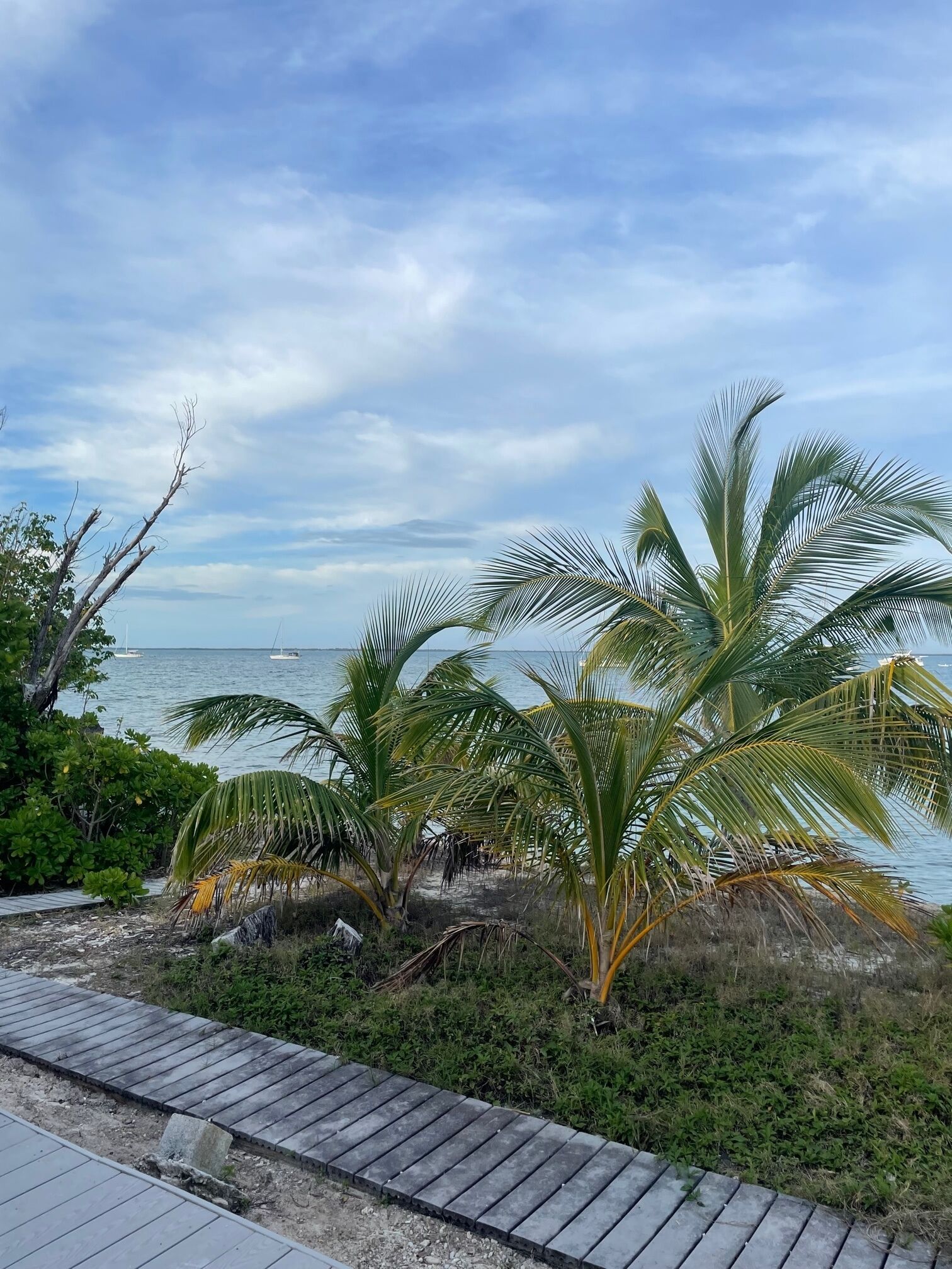 A coastal view with palm trees and a wooden walkway leading to the beach.