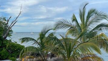 A coastal view with palm trees and a wooden walkway leading to the beach.