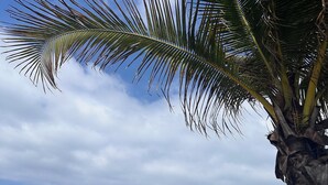 A beach with thatched umbrellas and palm trees. - Acogedora casa dentro de fraccionamiento a orilla de la playa (Mazatlán)
