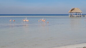 A beach scene with flamingos in the water and a thatched-roof structure on stilts in the background. - A Spacious Ocean View Villa, steps away from Punta Cocos bioluminescence beach.  (Holbox)
