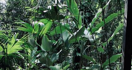 Suite con Piscina Privada y Vistas al JardĂn, en la Jungla y a 3 min de la Playa